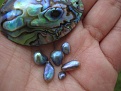 wild abalone pearls