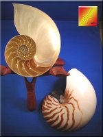 nautilus shell cutaway.jpg