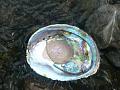Shell with conical and forming free form pearl Shell with conical and forming free form pearl
