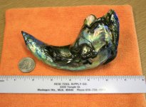 pearl_world-record-20111.jpg