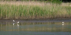 ago-bay-tidal-flat2.jpg