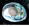 Conical Abalone in shell