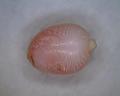 Conch 2