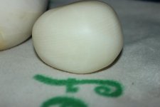 IMG_2353.jpg