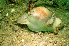 Euspira_lewisii_3.jpg