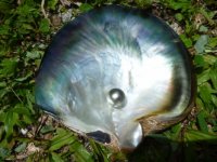 Pic quick silver pearl in shell.jpg