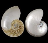 nautilus shell open.jpg