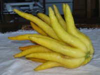 Buddha'sHand.JPG