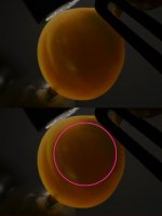 small_nucleus.jpg