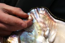Jeremy Shepherd new shell photo