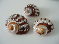 2 Turbo sarmaticus shells.jpg