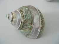 green turban shell, carved.jpg