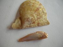 DSCN2619.jpg