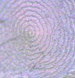 Pteria Sterna Spirale Foto Microscopio 100x por Lore Kieffert.jpg