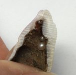Pearl in a pearl.jpg