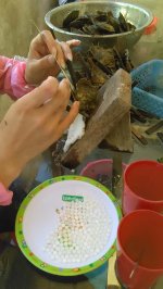 Freshwater shell nucleus .jpg Freshwater shell nucleus .jpg