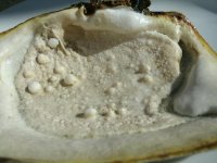sand_pearls.jpg