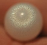 Blaire Beavers Tridacna Pearl.jpg Blaire Beavers Tridacna Pearl.jpg