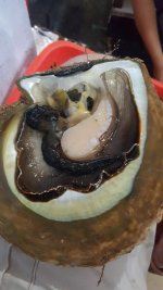 oysterphoto2.jpg