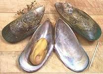 Would it be possible to grow pearls in saltwater mussels Pearl