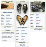 mussel_taxonomy.jpg