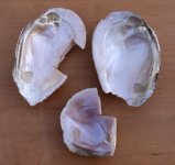 Pink MOPFW Shells-1.jpg