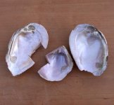 Pink MOPFW Shells-2.jpg
