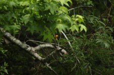 a Prothonotary warbler