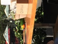 Speaking of birds...I had company for coffee the other day