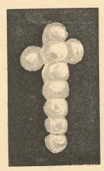 the-great-southern-cross-pearl.jpg