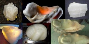 giant clam mixed.JPG