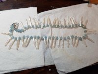 aqua_stick_pearl_necklace.jpg