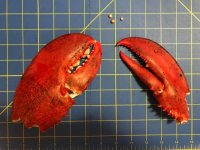 lobster pearls.jpg