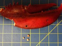 lobster pearls 2 - Copy.jpg
