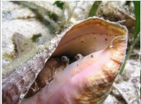 conch peeking out, photo by Jim Lyle.jpg