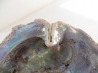Shell Borer 4.jpg