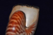 Nautilus shell interior untreated whole shell.jpg