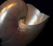 Nautilus interior of polished shell.jpg