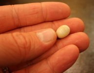 First Conch Pearl.jpg First Conch Pearl.jpg