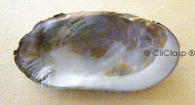 CliClasp-PG-C36.jpg