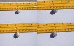 fossil-pearl-21202266.jpg