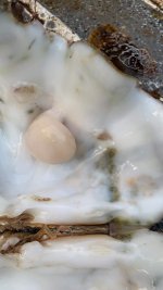 79978D66-11BB-4192-B12C-46B224E71EBA.jpeg