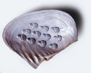 buddha-on-polished-pearl-mussel-shell-dorling-kindersleyuig.jpg