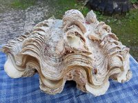Tridacna giant clam