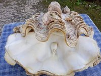 Giant clam blister pearl