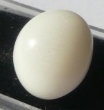 P1190339-CliClasp's Tridacna pearl.jpg