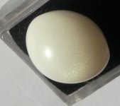 P1190343-CliClasp's Tridacna pearl.jpg