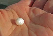 scallop_pearl_ovalhand_PdE2011.jpg