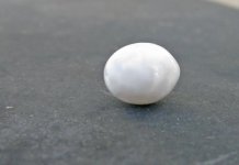 scallop_pearl_oval_PdE2011.jpg