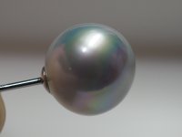 Rainbow-band-wssp-02.JPG